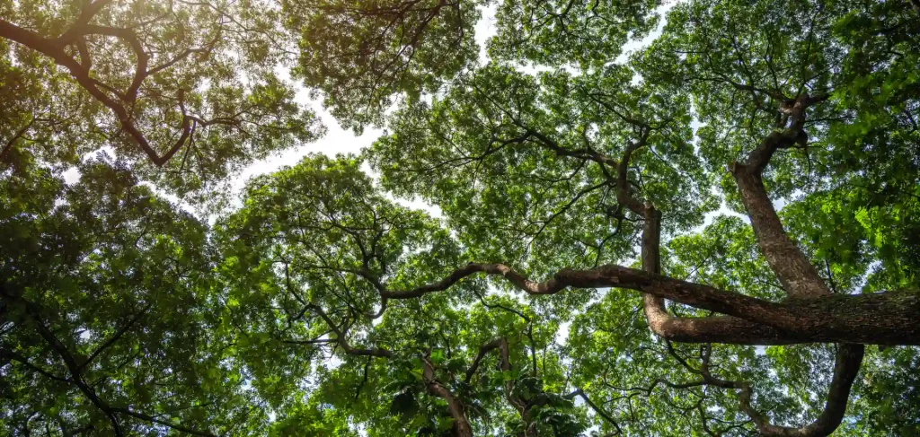 crown shyness seen from below before tree removal service buford ga